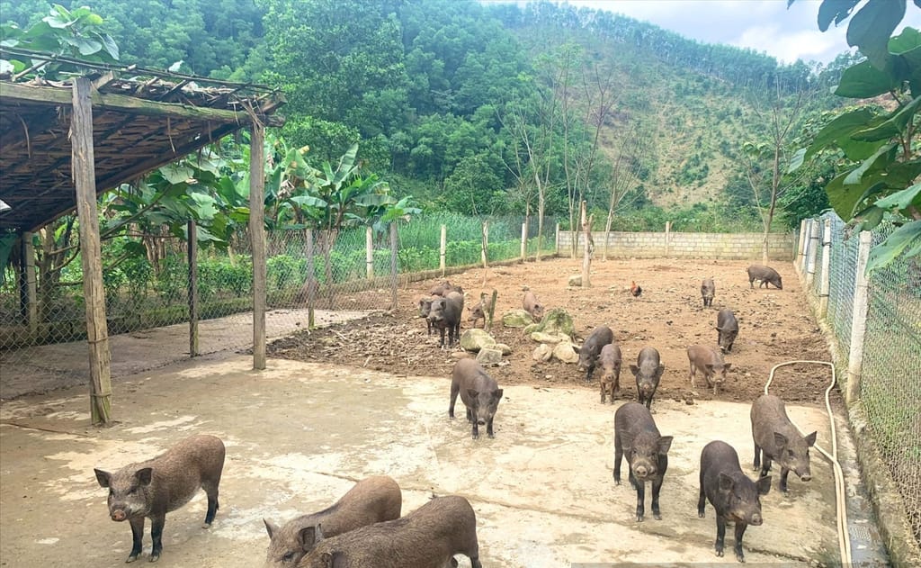 Bí quyết làm giàu từ việc nuôi lợn rừng