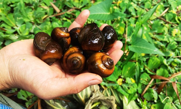 Bí quyết làm giàu từ mô hình nuôi ốc bươu đen